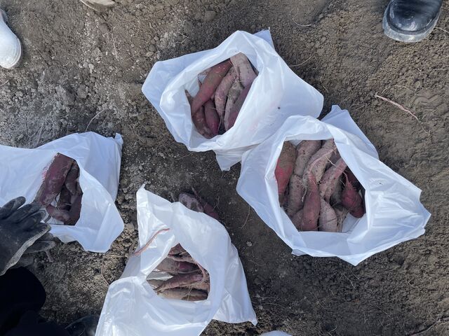 4人4株ずつでこんな感じです。_岡田農園