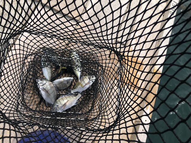 鯵、黒鯛が連れています。_日本海水産