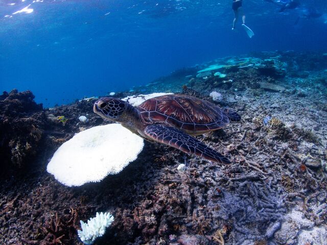 ウミガメの写真_Sunnies Miyakojima