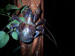カヴィルンルンさんの縄文トライブスへの投稿写真1