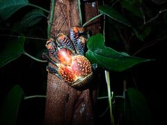 カヴィルンルンさんの縄文トライブスへの投稿写真2