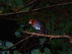カヴィルンルンさんの縄文トライブスへの投稿写真3