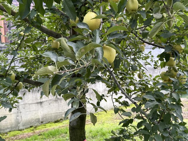 写真は一番甘くて美味しかった、『はるか』
と言う種のリンゴの木です。_成田屋