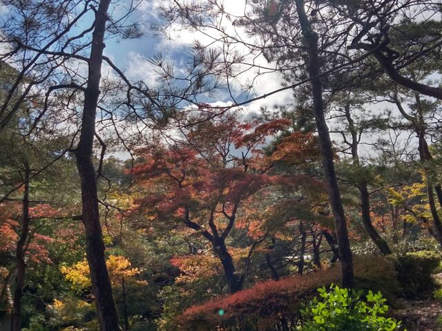 紅葉真っ只中の庭園を眺めながらの個室でのお弁当は、会話か弾み楽しい時間でした。_奥州秋保温泉 蘭亭