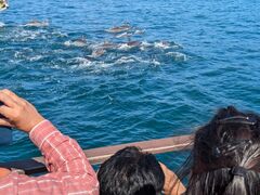 コウジさんのイルカウォッチング受付予約センターへの投稿写真1