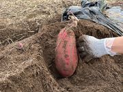 おしおさんの菜園倶楽部の投稿写真1