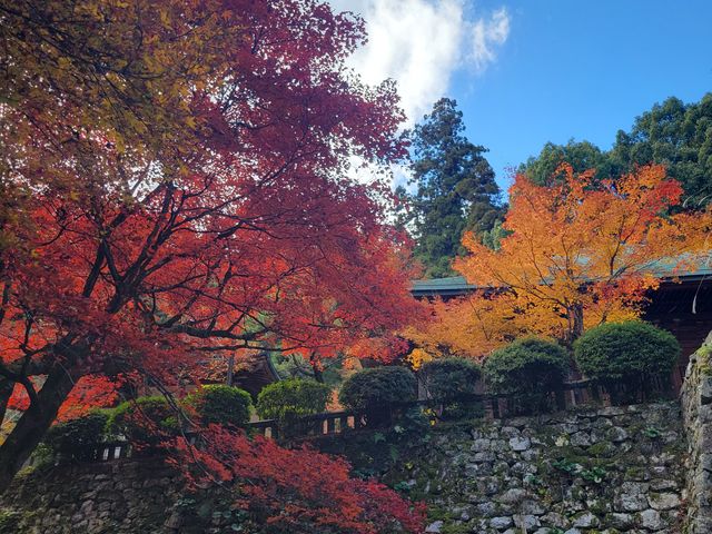 紅葉がとても綺麗です。石段はキツイですが、上る甲斐がある世界が見えます_西山興隆寺