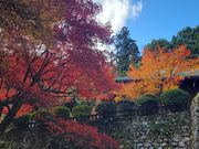 さくらさんの西山興隆寺の投稿写真1