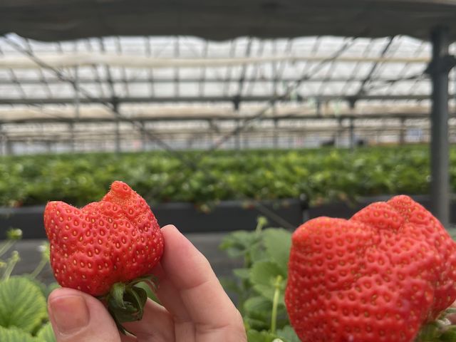 3種類の品種を味比べることができました。とても綺麗に手入れがされて、足元も歩きやすかったです._T-FARM 2号店