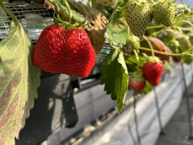 一口では食べられない大きさです。_小林いちご園