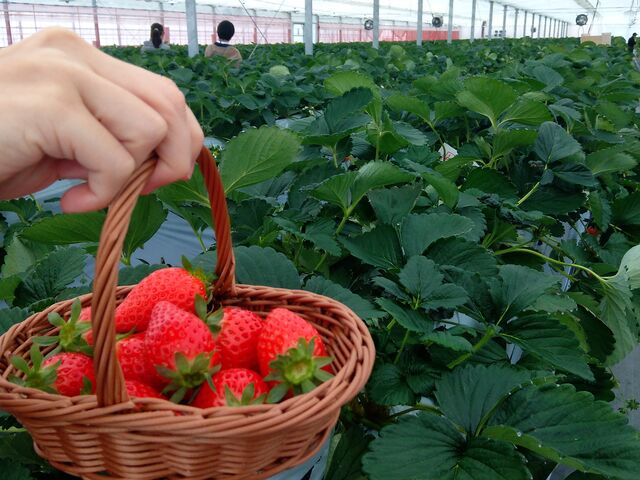 手提げカゴ_Strawberry Minori