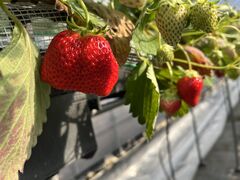 りかちゃんさんの小林いちご園への投稿写真1