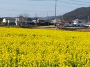 あきぼうさんの菜な畑ロード2018の投稿写真2