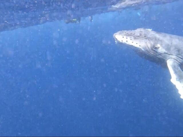 子供が近くまで_Y'S DIVE OKINAWA