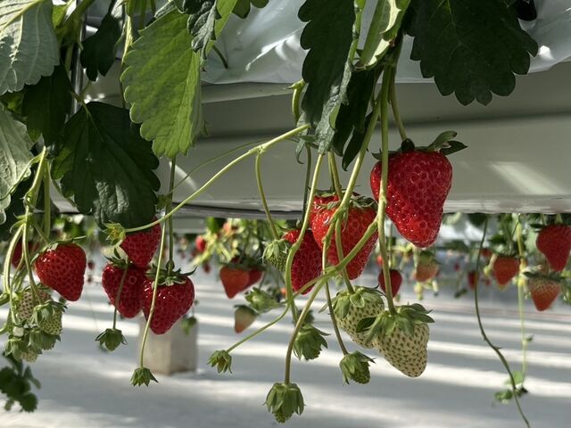 一粒1粒が大きくてどのいちごも美味しく頂きました♪_the BERRY YOKOHAMA