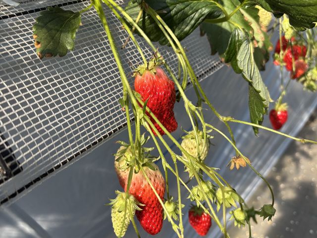取りやすい位置のいちご_グリーンファーム岩槻 尾ヶ崎いちごハウス