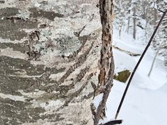 大雪山層雲峡・黒岳ロープウェイの写真3