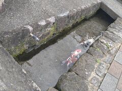 たれれったさんの鯉の泳ぐまちへの投稿写真1