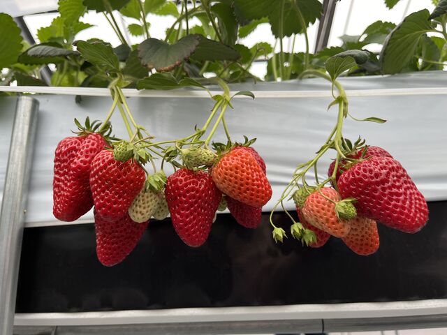 スーパーでこの大きさのイチゴをお腹いっぱいになるだけ買おうと思ったら…。 いちご狩りさまさまです。_まちワクファーム いちご農園
