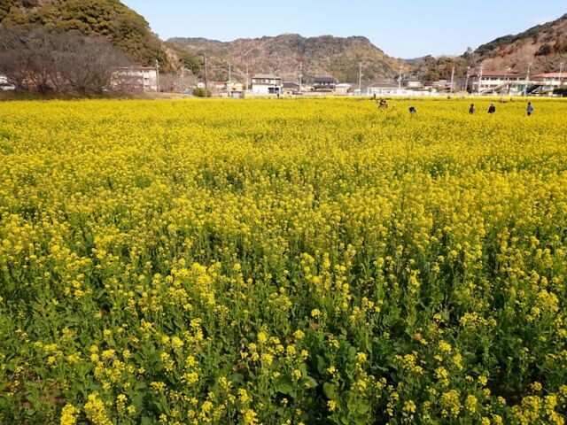 元気な百姓たちのひまわり畑