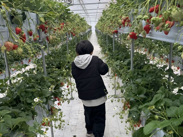いちごの茎が垂れているので気をつけながら通りましょう。_ストロベリーファーム