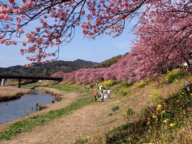 道の駅 下賀茂温泉 湯の花