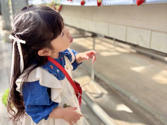3歳の娘がいちごを選んでいるところ_井出農園