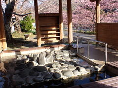 マーチャンさんの河津桜まつりへの投稿写真1