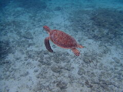 rrmamaさんのマリンヴィレッジ奄美への投稿写真2