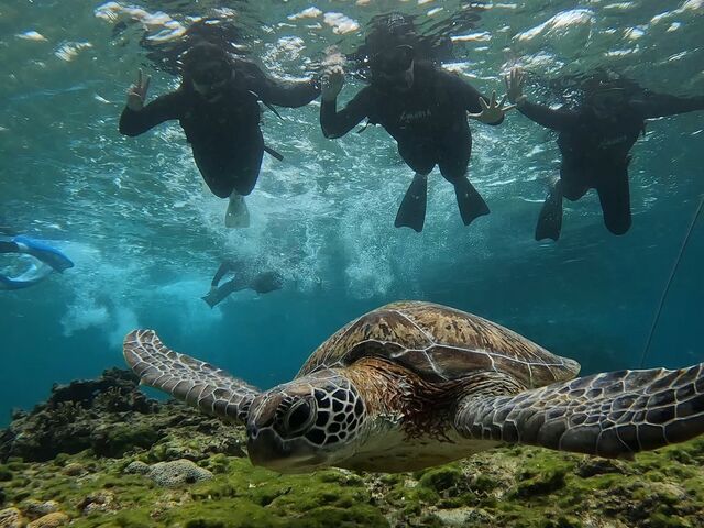 our cute sea turtle he stayed with us till the end_Nami宮古島