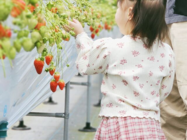 いちご狩り満喫ッ_サンブレイズ農園