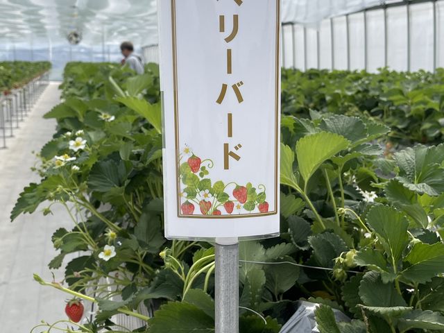 綺麗なビニールハウス内_フルーツフィールド鳥取砂丘