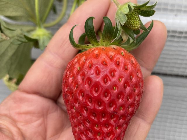 大きないちご!_やっと見つけた!とっておきのイチゴ畑?