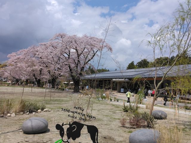 春爛漫_那須千本松牧場