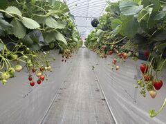 みーさんのあきる野ストロベリーフィールズへの投稿写真1
