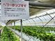 にんにんさんのゆいまーるFARMへの投稿写真2