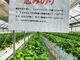 にんにんさんのゆいまーるFARMへの投稿写真4