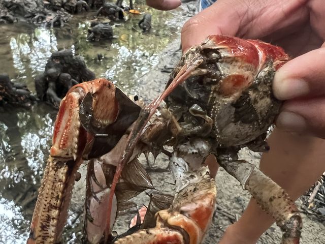 生き物みれました_石垣島 海ツアー