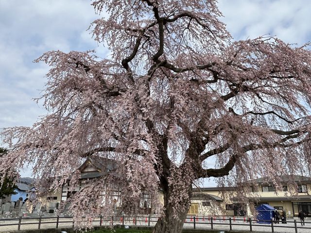 ご覧の通り立派な桜です_法亀寺