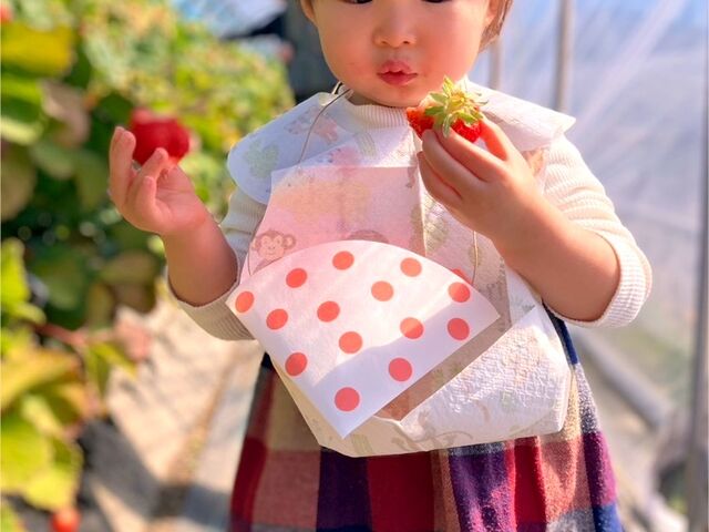 孫はイチゴを両手にとってたくさん味わっていました。あまりに甘さに目を見開いていました。_横山農園
