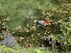 モネの池 岐阜県の写真1