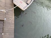 ウッキーさんの水辺の散歩道の投稿写真1