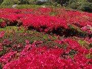 プルートママさんの姫の沢公園のツツジの投稿写真1