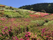プルートママさんの姫の沢公園のツツジの投稿写真2