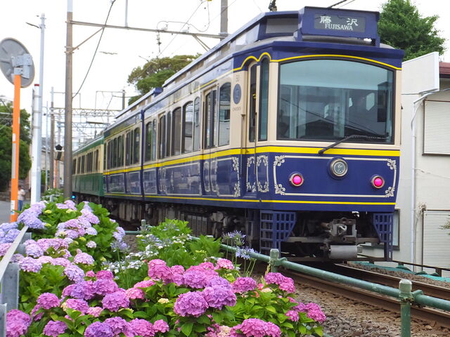 紫陽花とレトロな10系_江ノ島電鉄