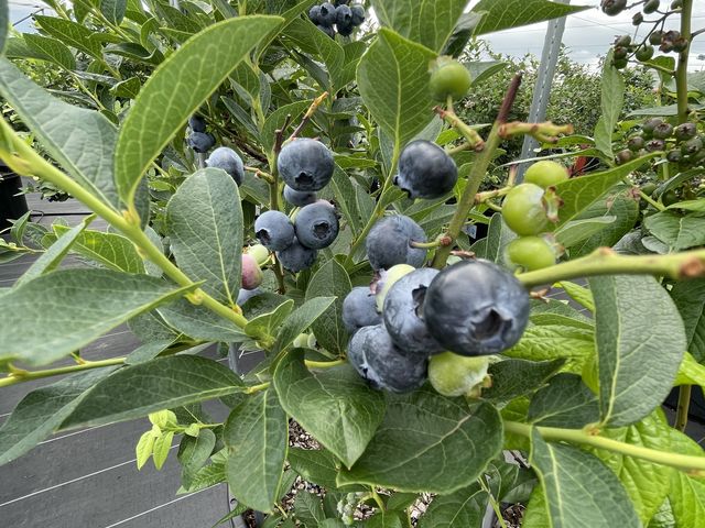 自分好みのブルーベリーを探しました。_Southernberry-farm HOBAL