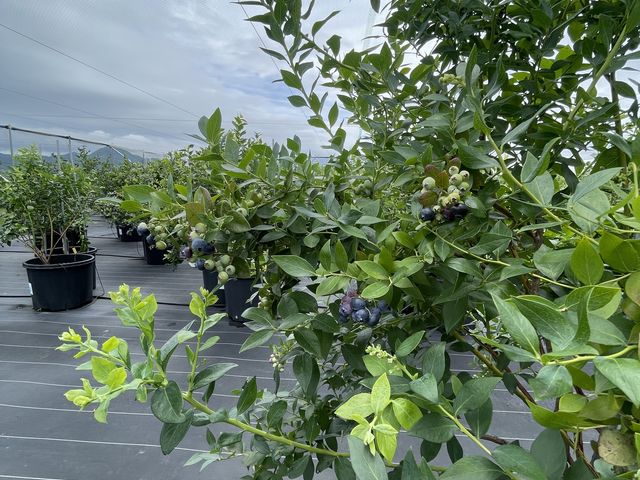 清潔で空気が美味しかったです。_Southernberry-farm HOBAL