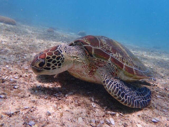 海藻食べているみたい_PolePolemarine385