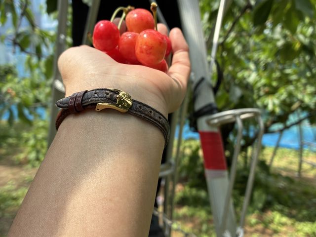 赤いのは高いところにありますよ_広果園