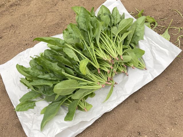 収穫したほうれん草_豊嶋農場